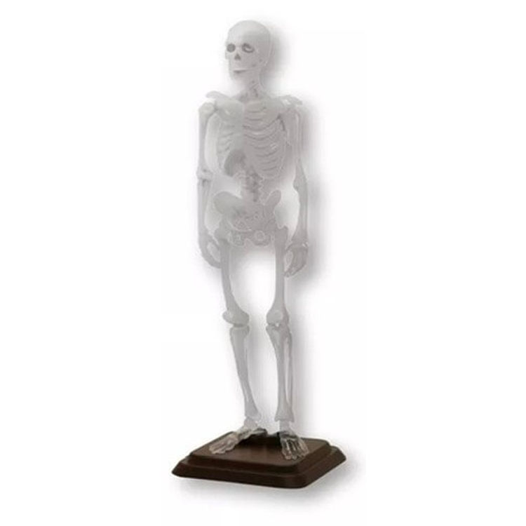 Clear Skeleton by Hibiki Nagashio