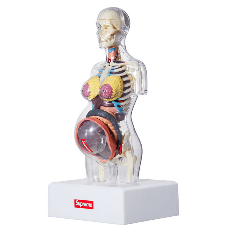 4D Master Plastic Model - Female by Supreme