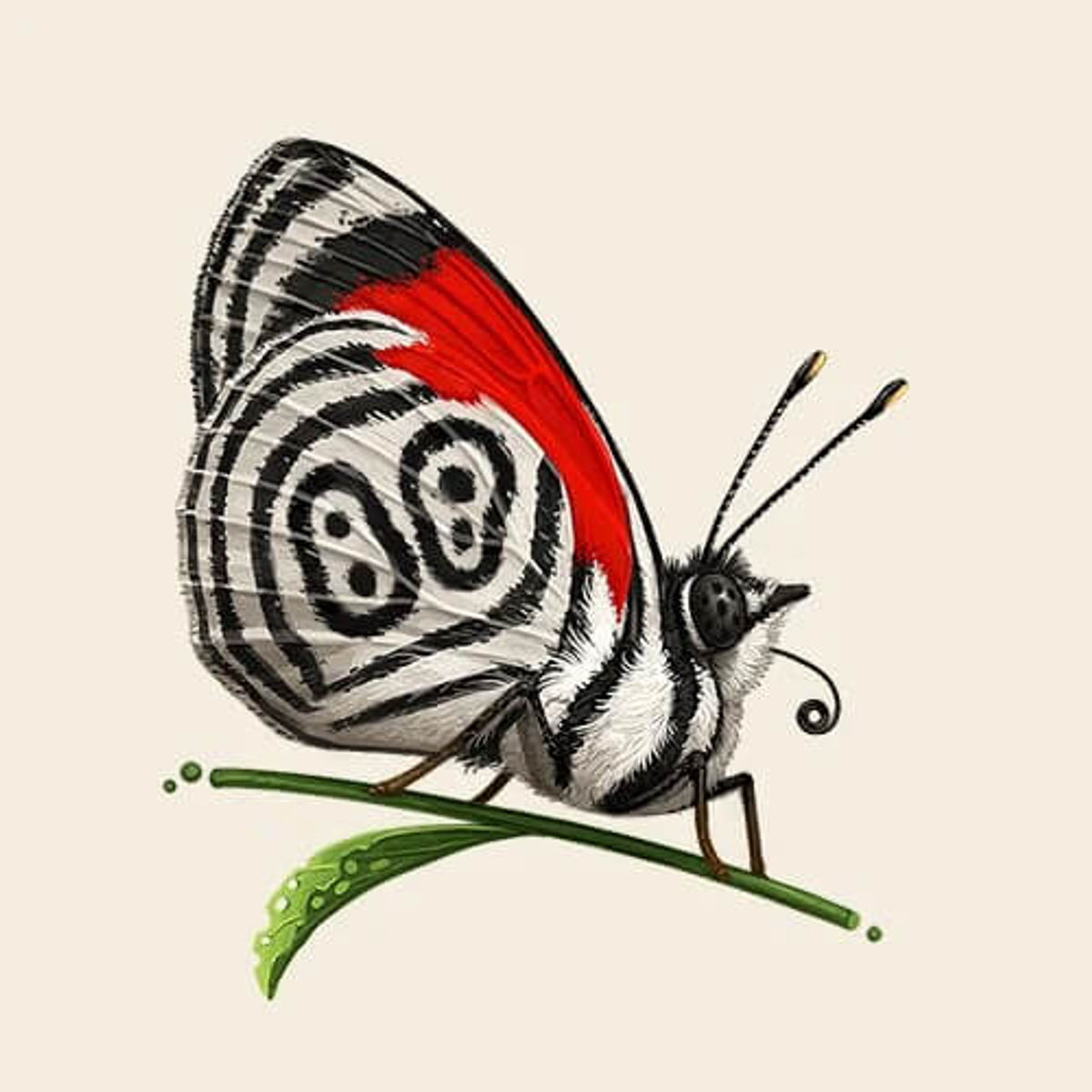 Anna's Eighty-Eight Butterfly