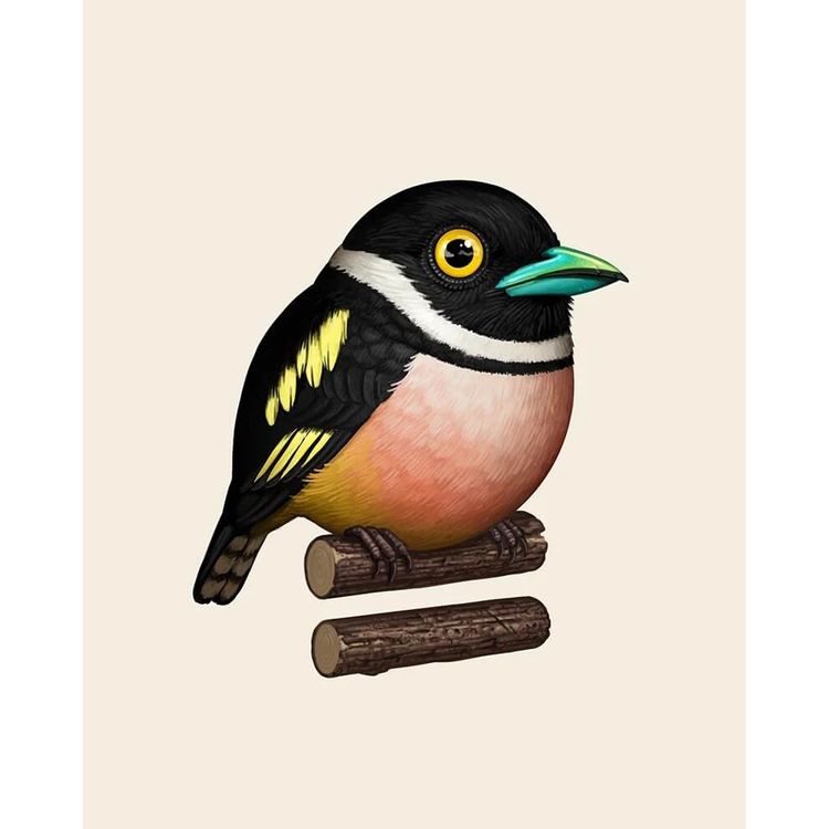 Black-And-Yellow Broadbill by Mike Mitchell