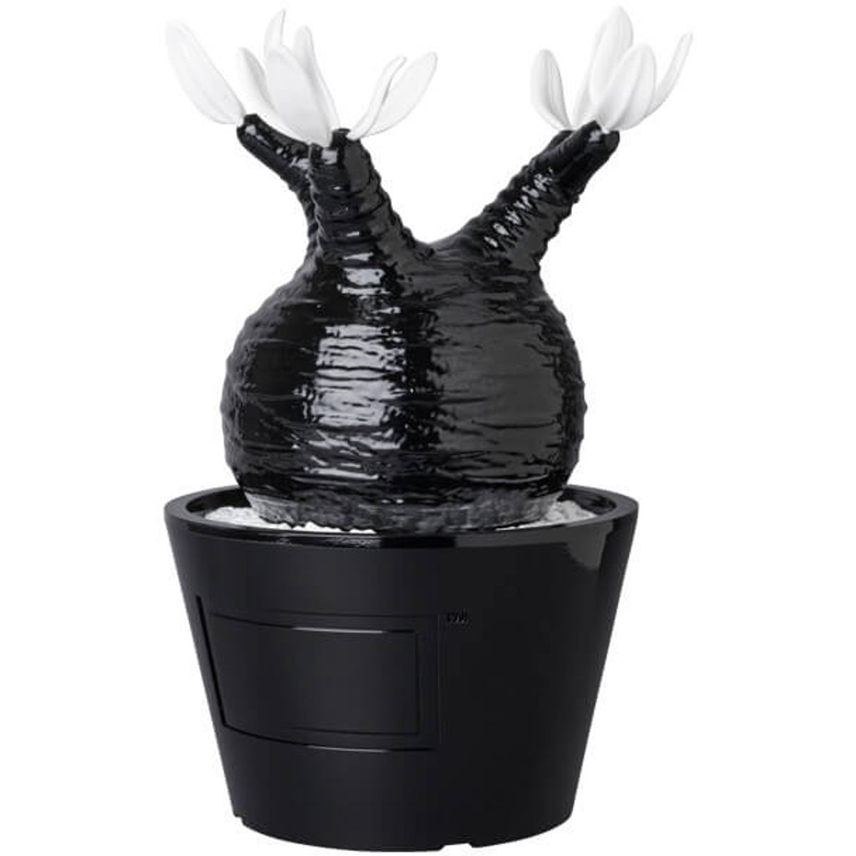 Black Gloss Pachypodium Gracilius VCD