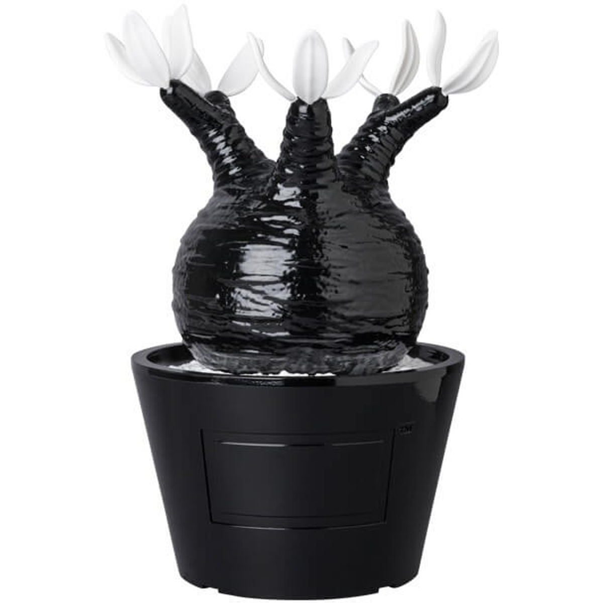 Black Gloss Pachypodium Gracilius VCD