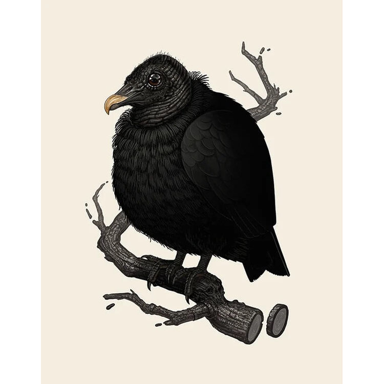 Black Vulture by Mike Mitchell