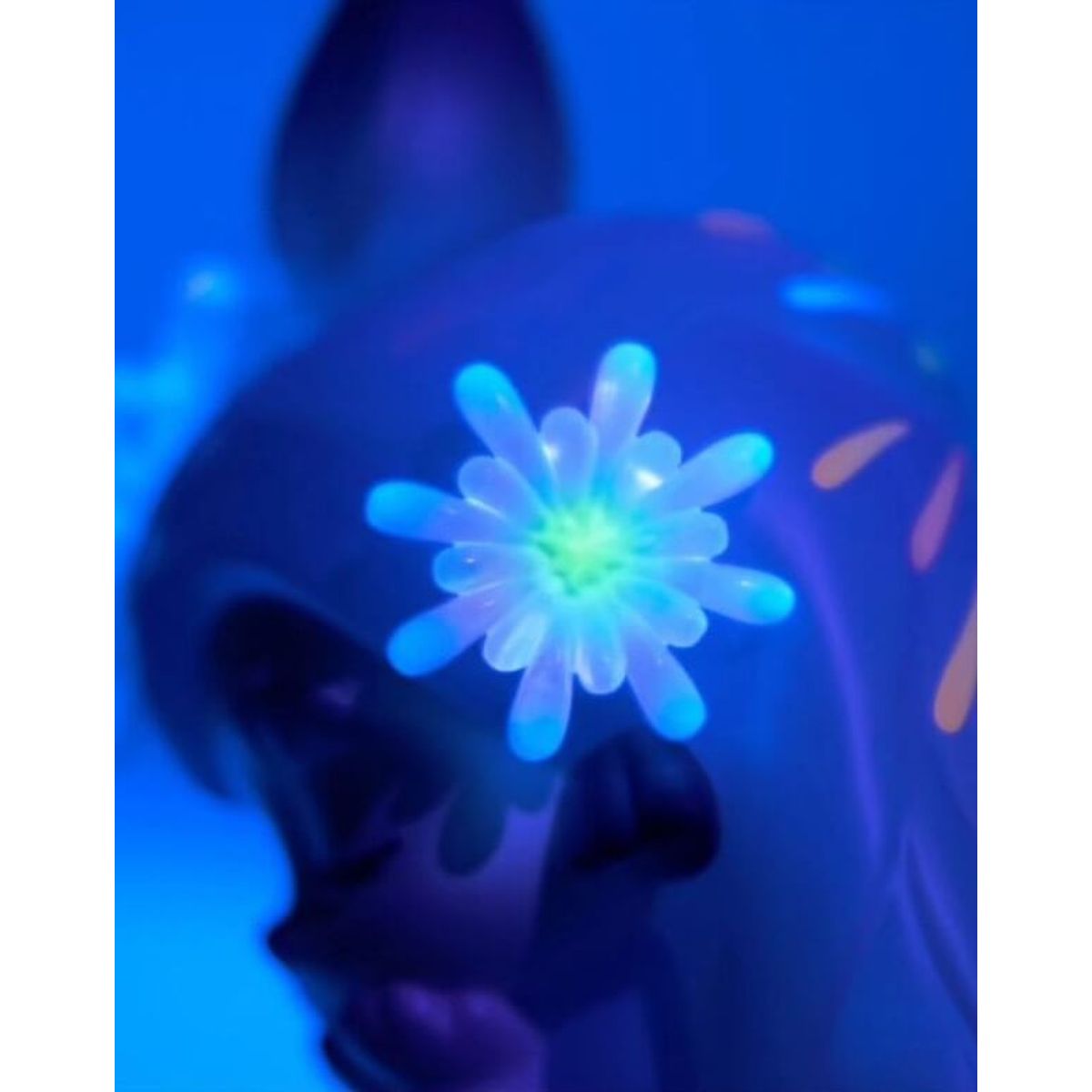 Cand Chaka Sparkle in Daylight