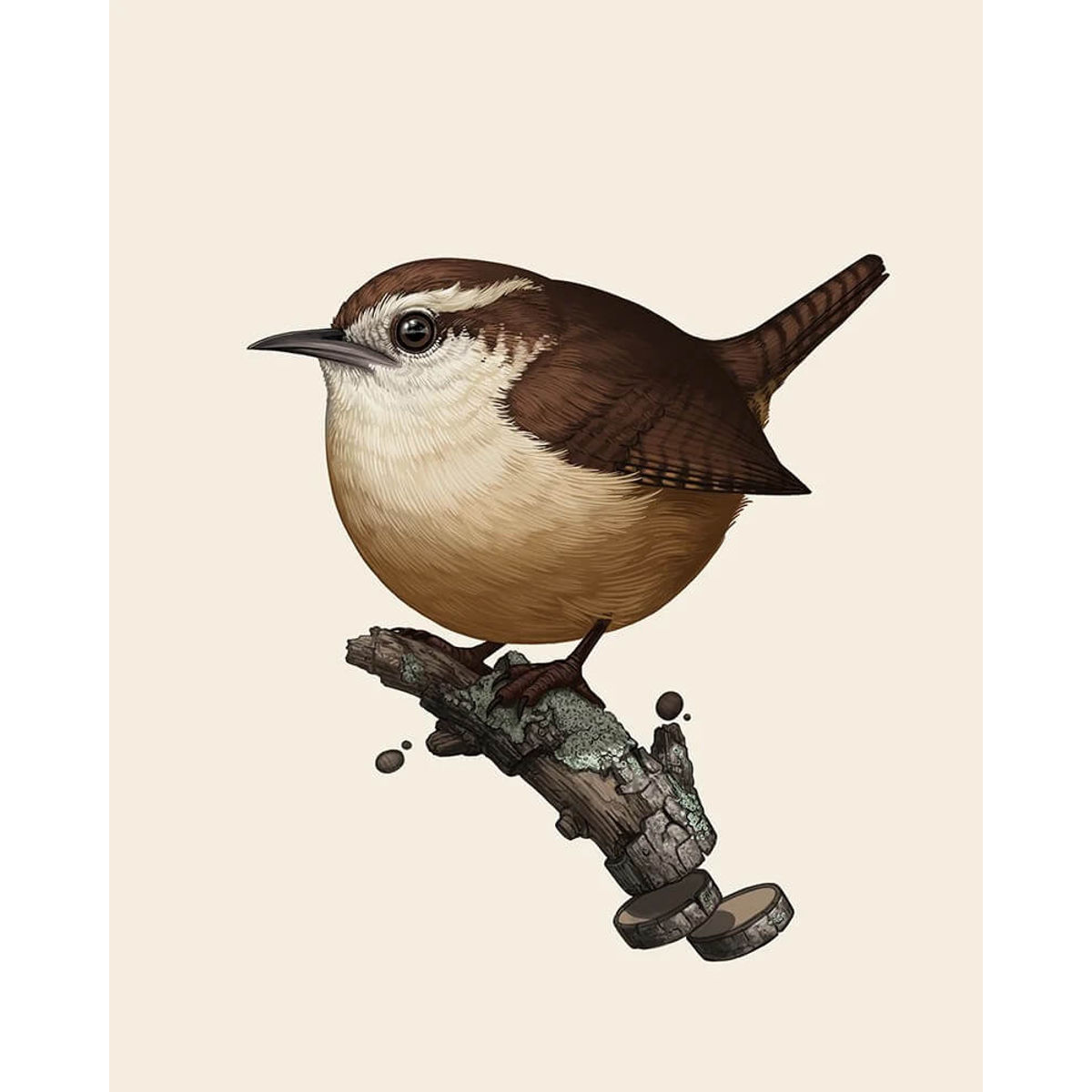 Carolina Wren