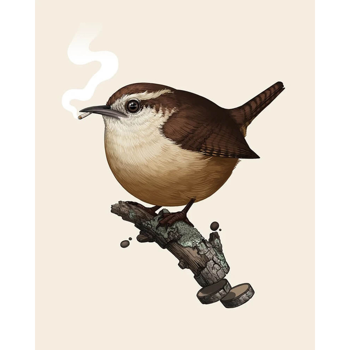 Carolina Wren ( Variant)