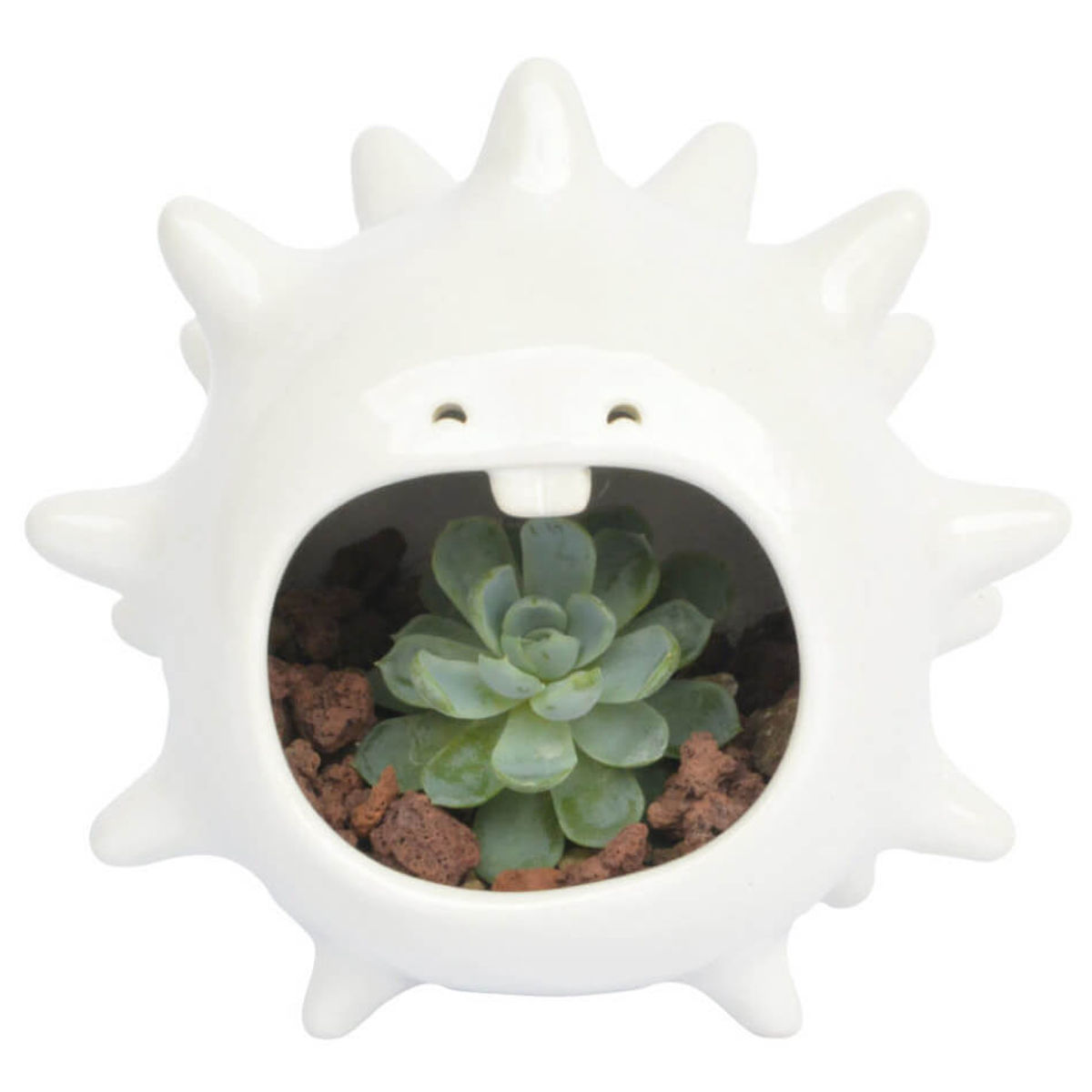 Comelón Hedgehog Eater White