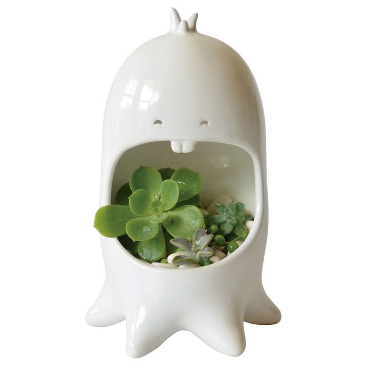 Comelón Octopus Eater White