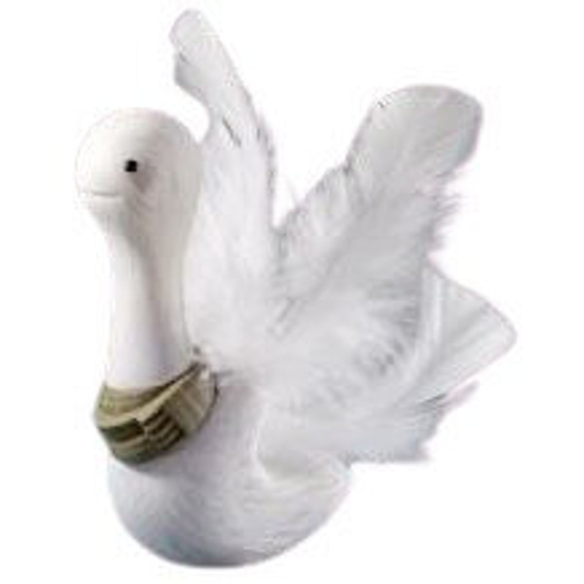 Cygnus Woolinus