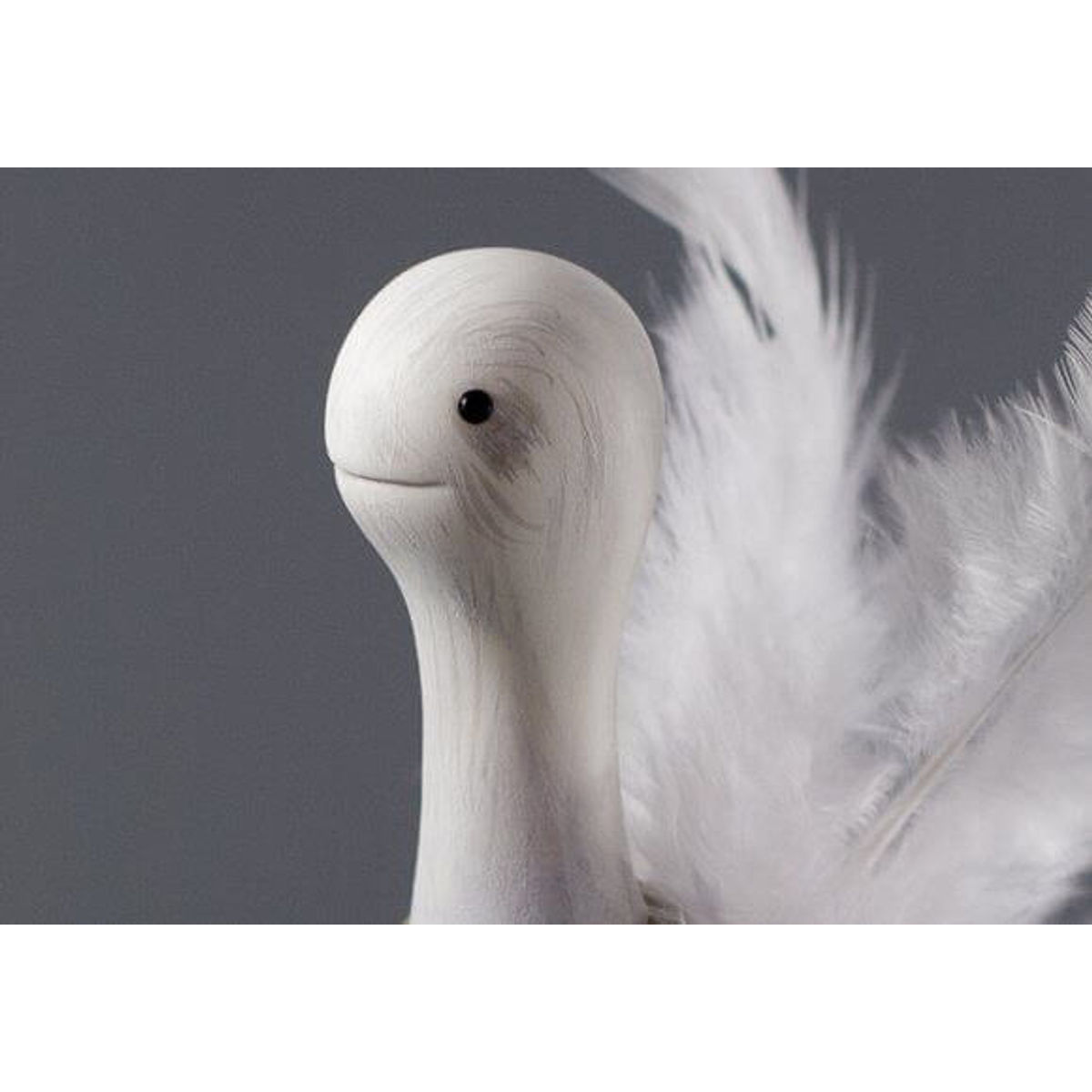 Cygnus Woolinus