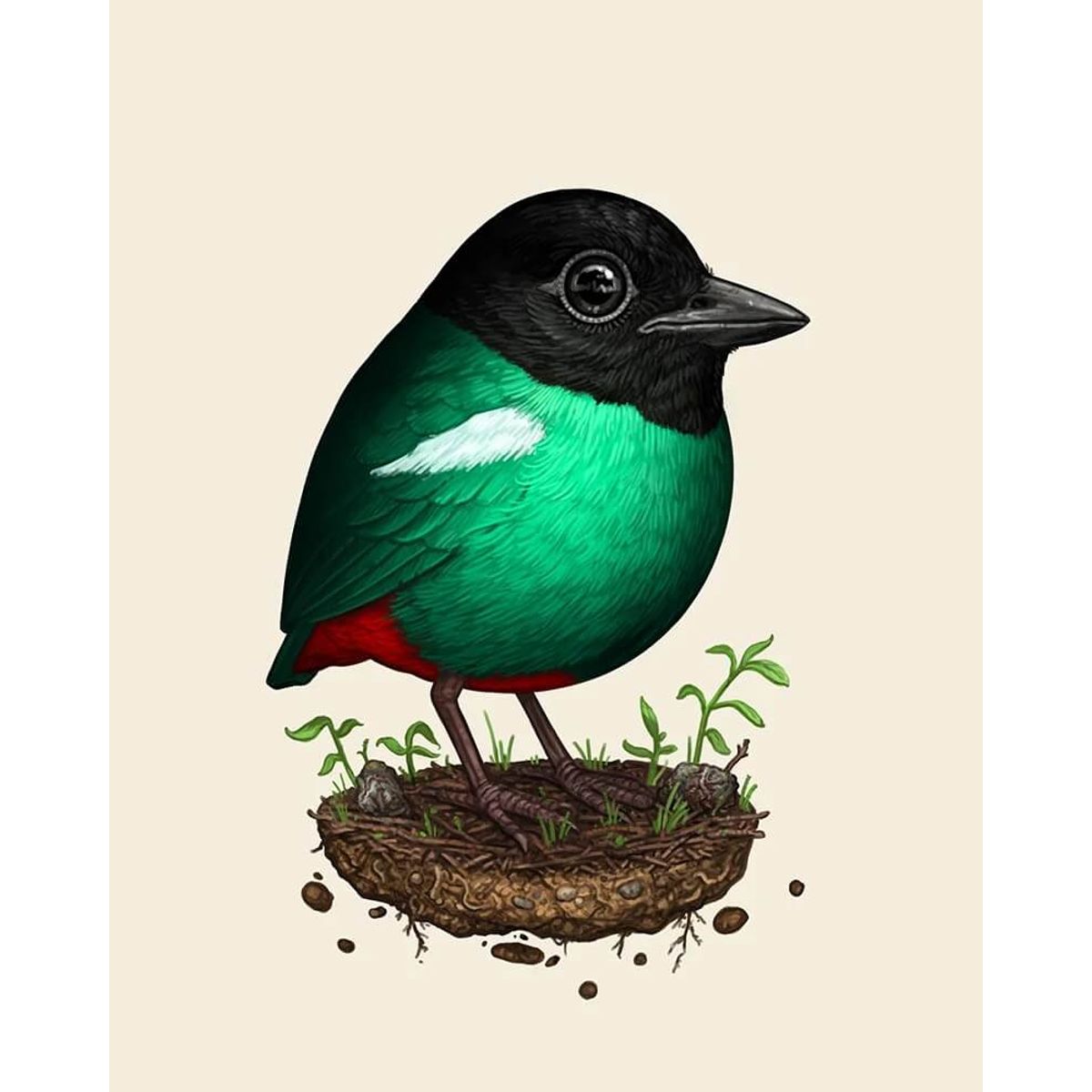 Eastern Hooded Pitta