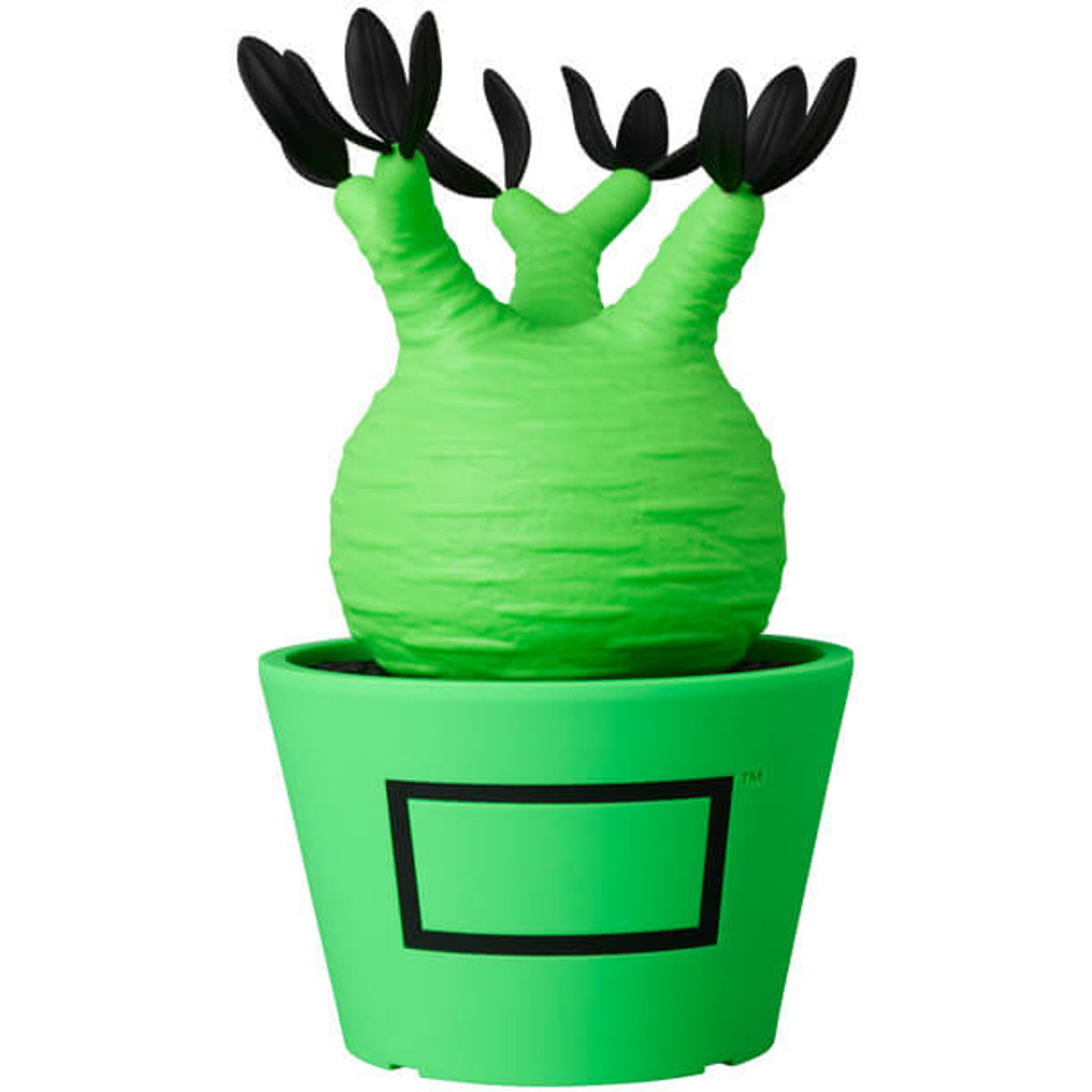 Fluorescent Green Pachypodium Gracilius