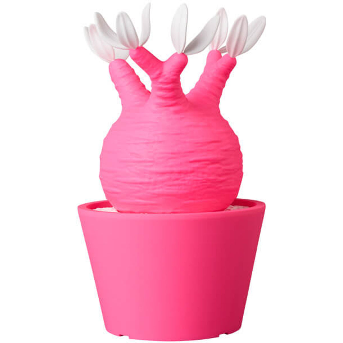 Fluorescent Pink Pachypodium Gracilius VCD