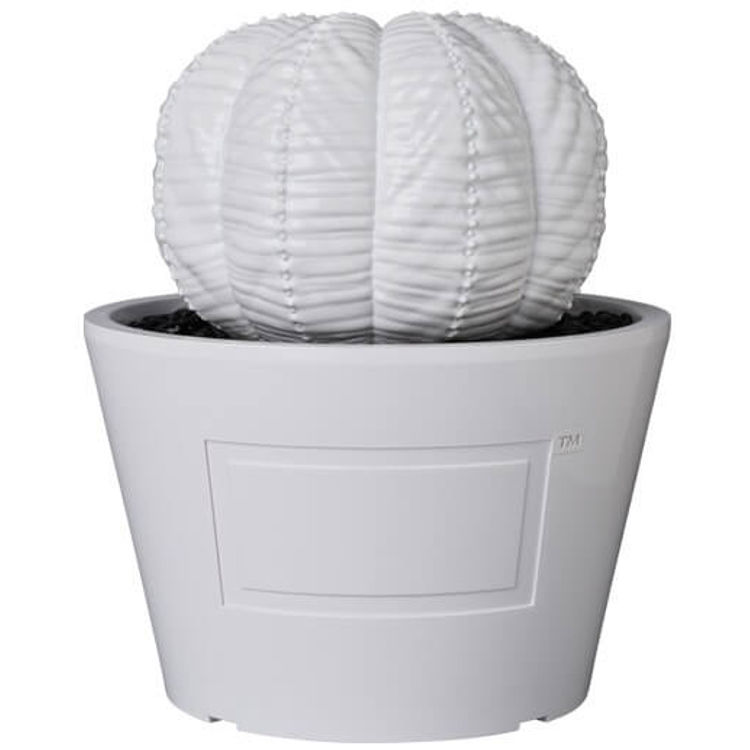 Gloss White Euphorbia Obesa VCD by Botanize