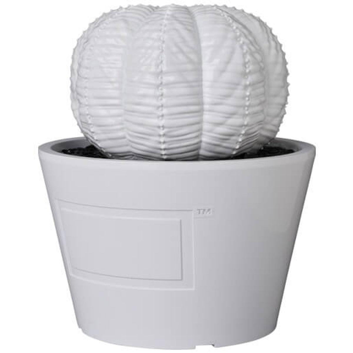 Gloss White Euphorbia Obesa VCD