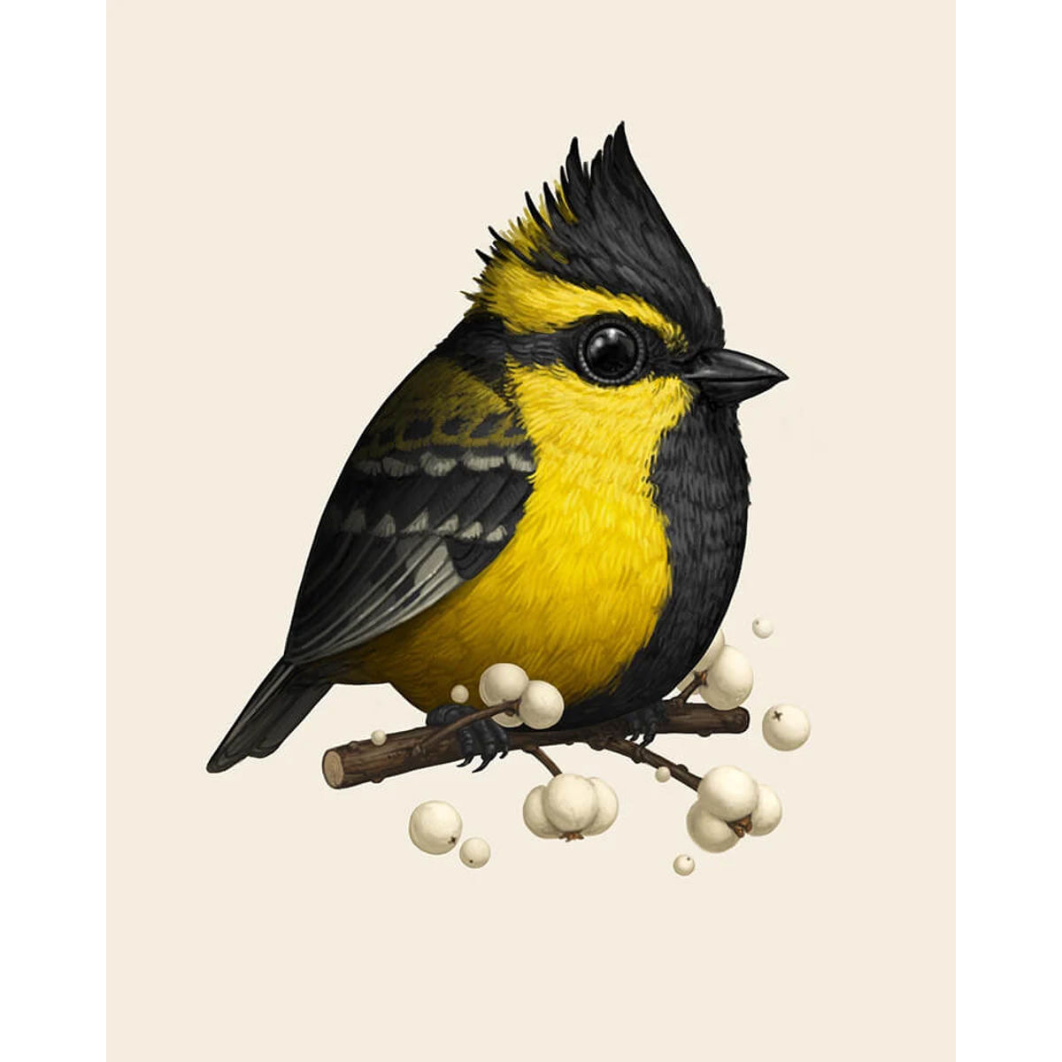 Himalayan Black-Lored Tit