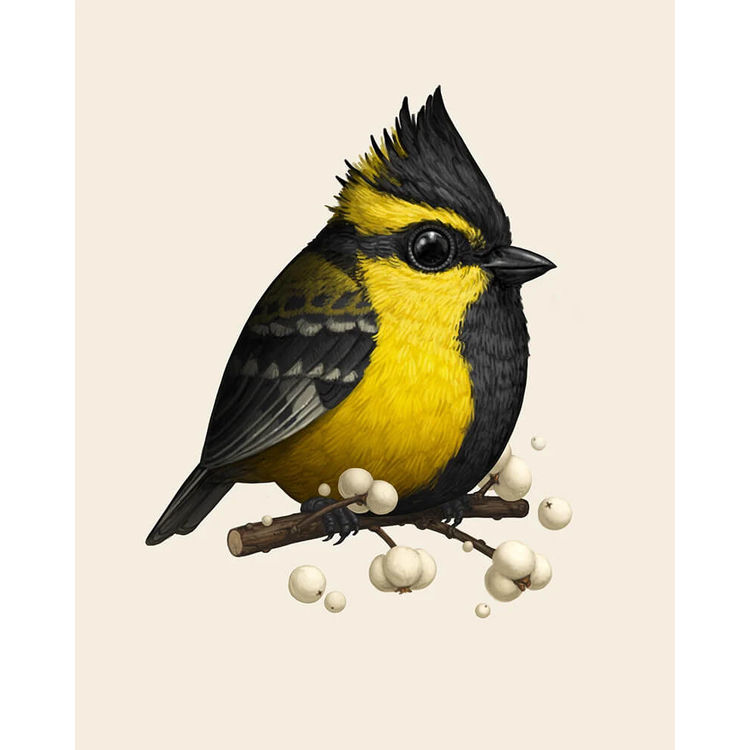 Himalayan Black-Lored Tit by Mike Mitchell