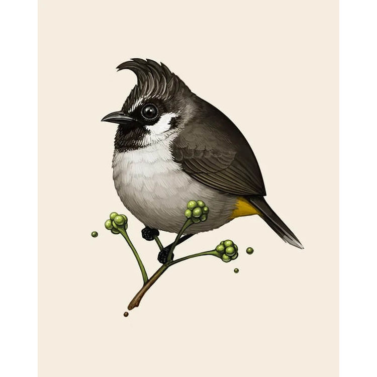 Himalayan Bulbul by Mike Mitchell