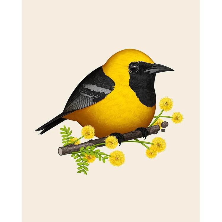 Hooded Oriole by Mike Mitchell