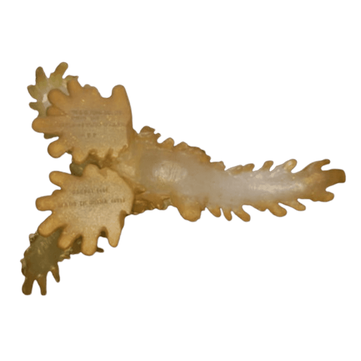 Matcha Sweets Hedorah