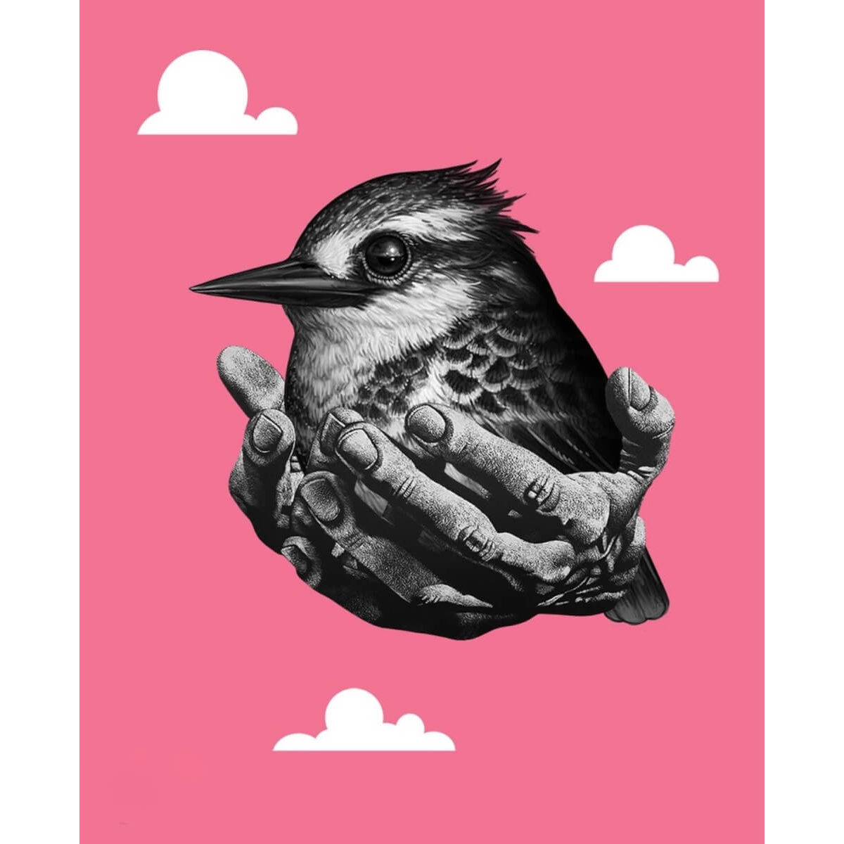 Pied Kingfisher Reeder Variant