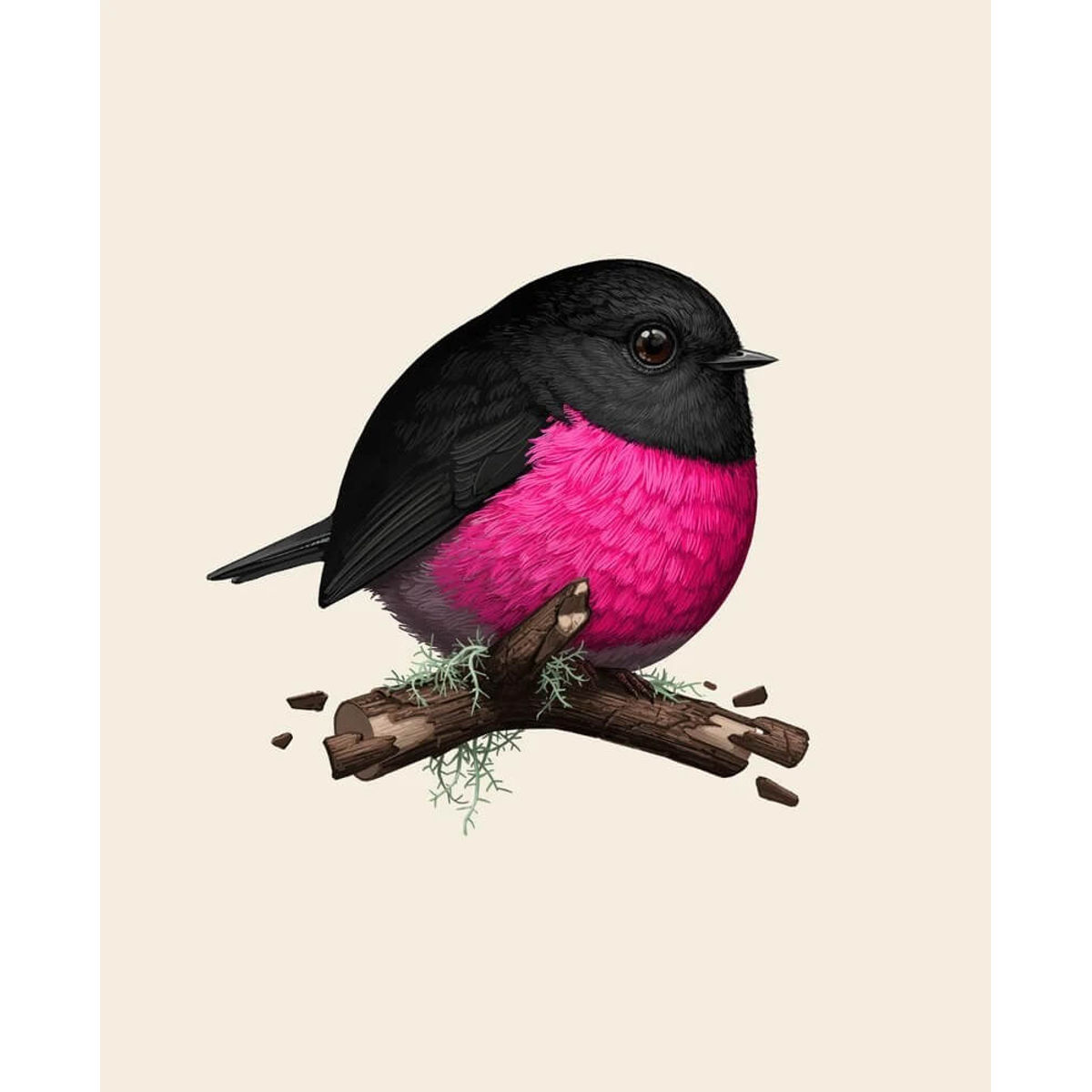 Pink Robin