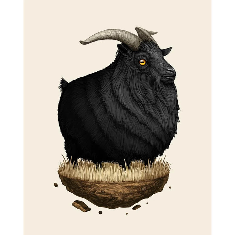 Pygmy Goat by Mike Mitchell