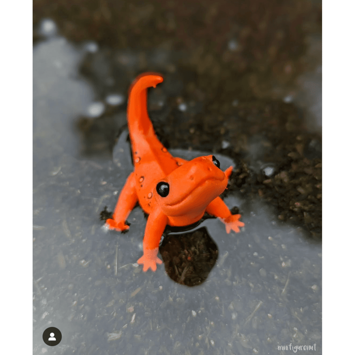 Red Spotted Newtling