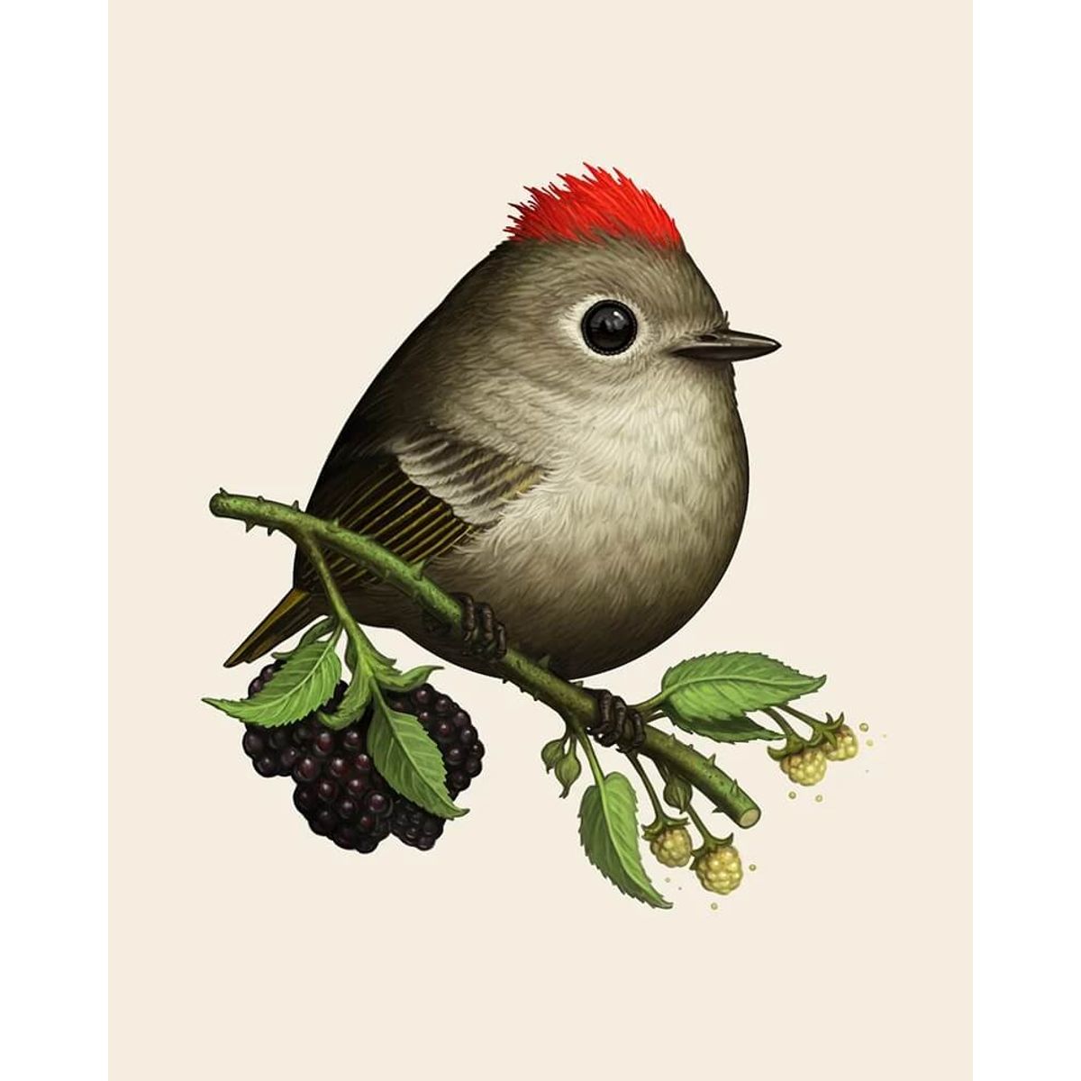 Ruby-Crowned Kinglet
