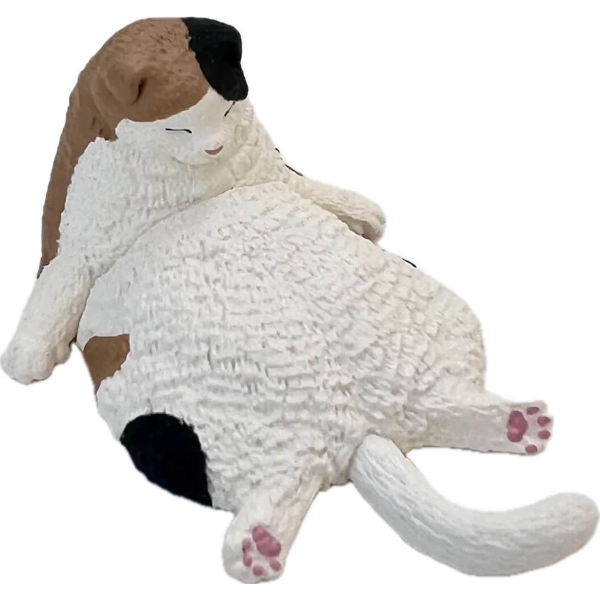 Scottish Fold Sleepy Cat