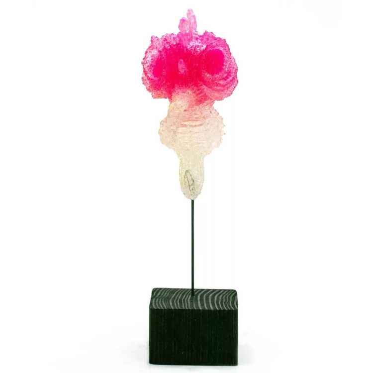 Solid Clear Seahorse (pink heart) by American Gross (Josh Kimberg)