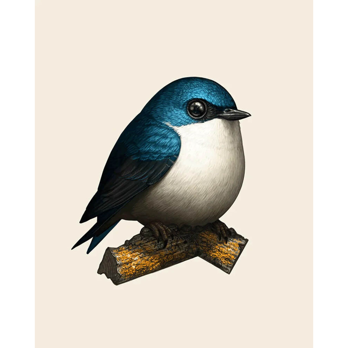 Tree Swallow