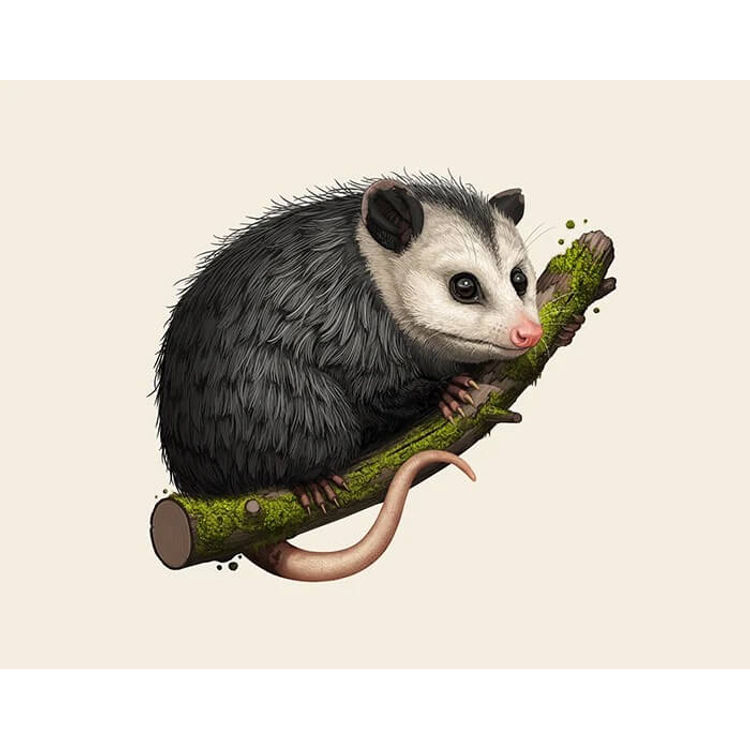 Virginia Oppossum by Mike Mitchell