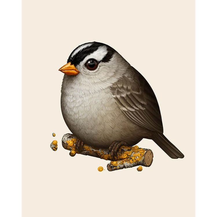 White-Crowned Sparrow by Mike Mitchell