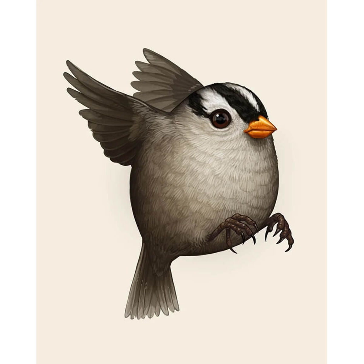 White-Crowned Sparrow Companion No Ball