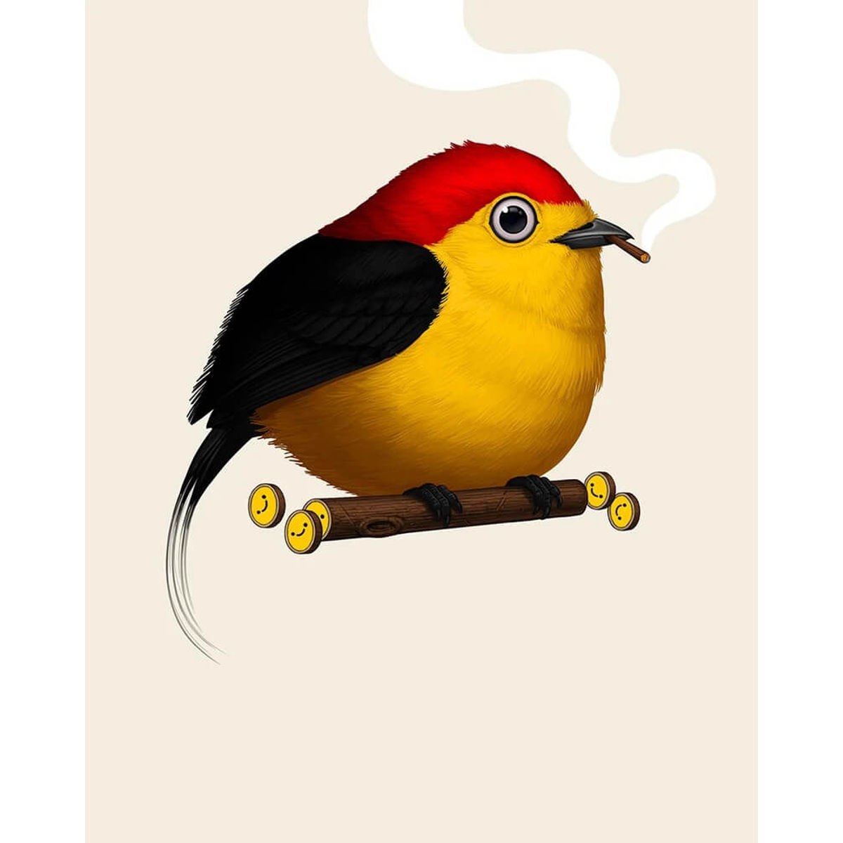 Wire-Tailed Manakin (Blunt Variant)