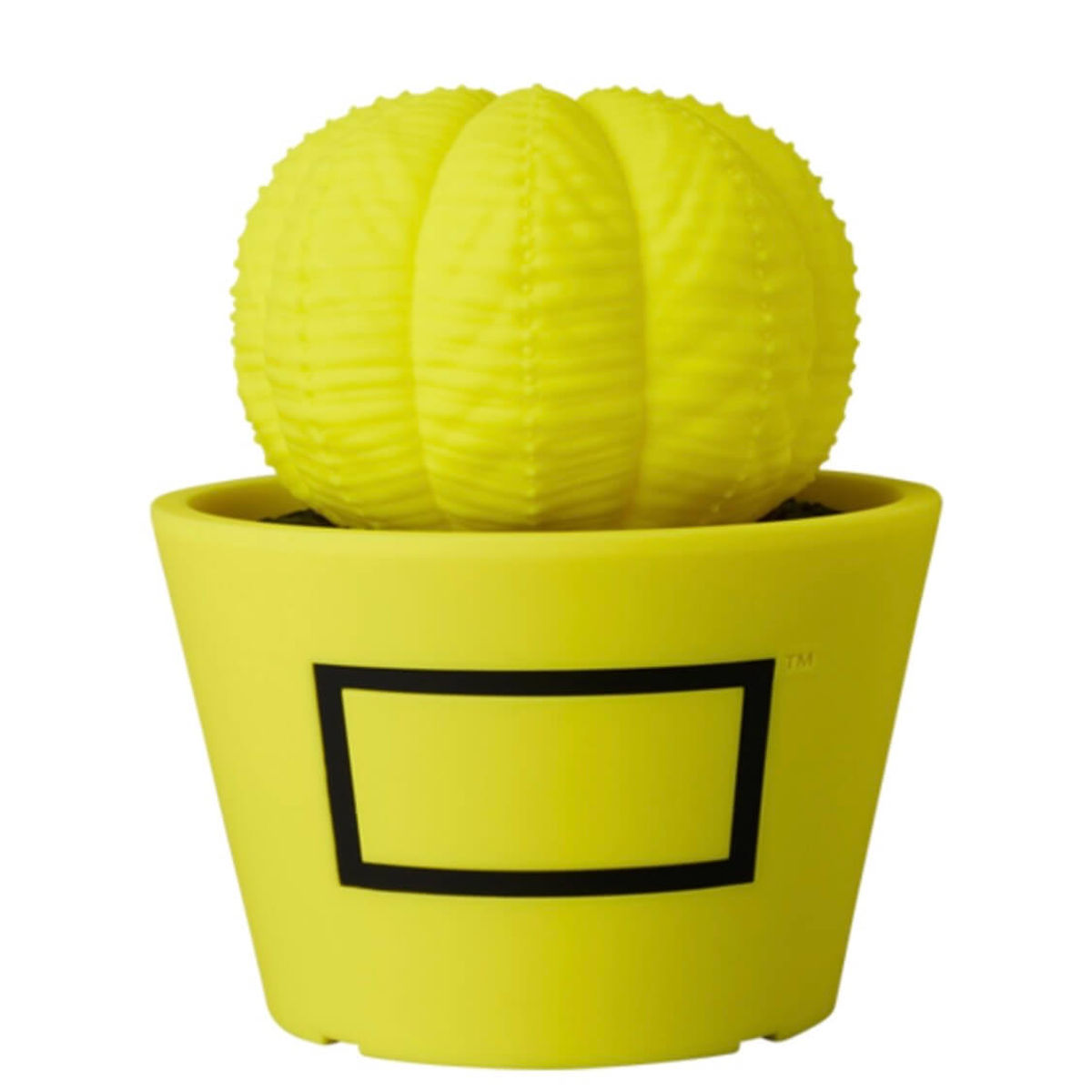 Yellow VCD Euphorbia Obesa 