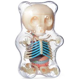 Gummi Bear Anatomy