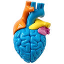 Brain Heart