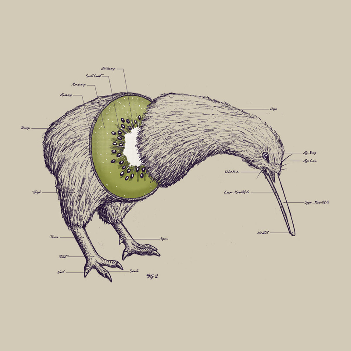 Kiwi Anatomy