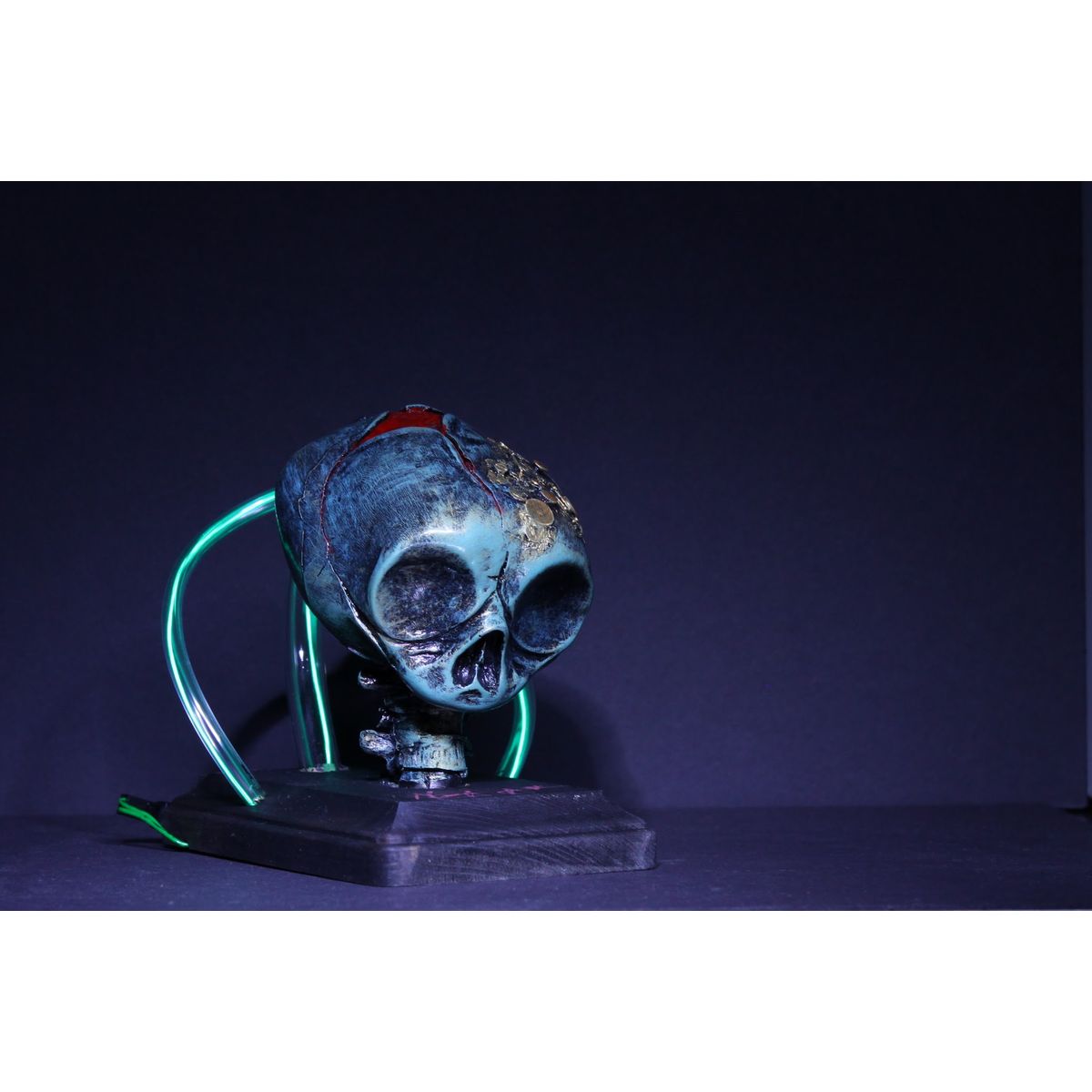 Fetal Skull (Green/Green)