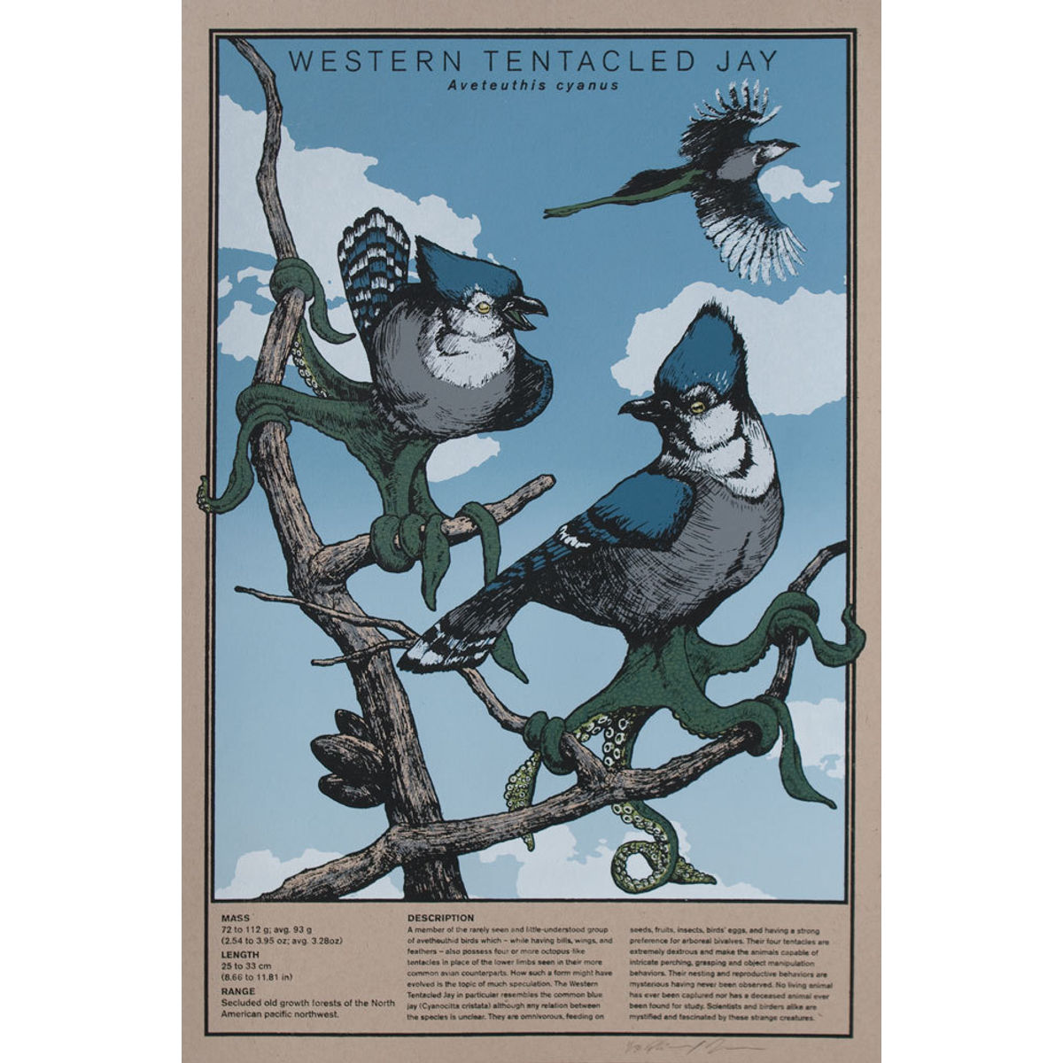 Western Tentacled Jay