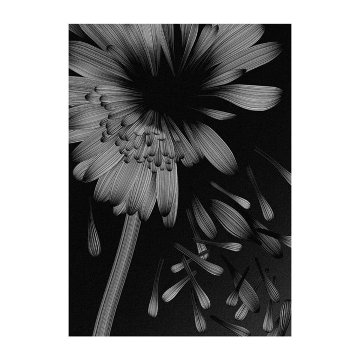 Broken Flower – Love Me, Love Me Not