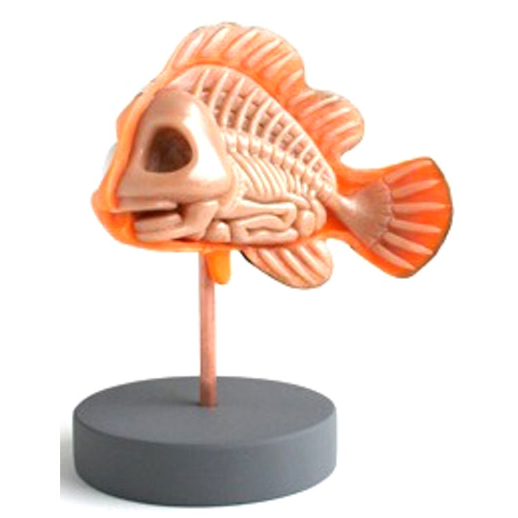 Nemo Anatomy by Jason Freeny