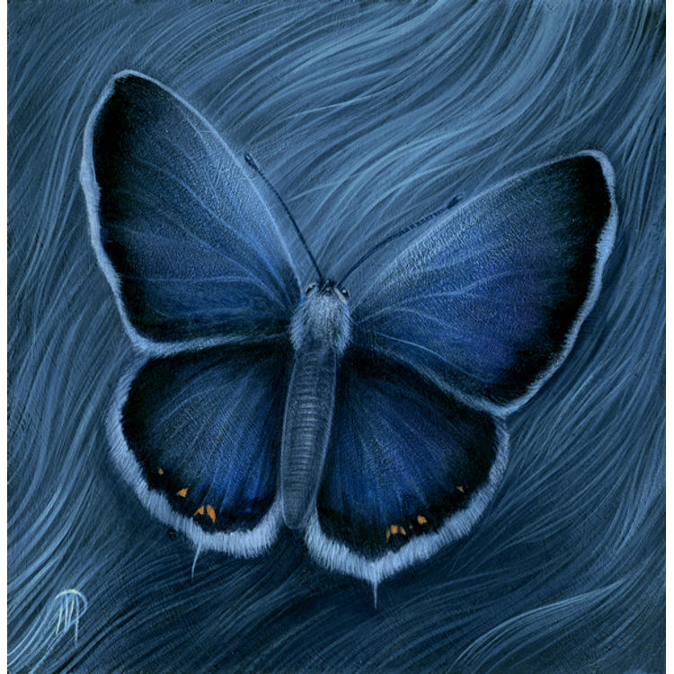 Blue Wonder by Dan May