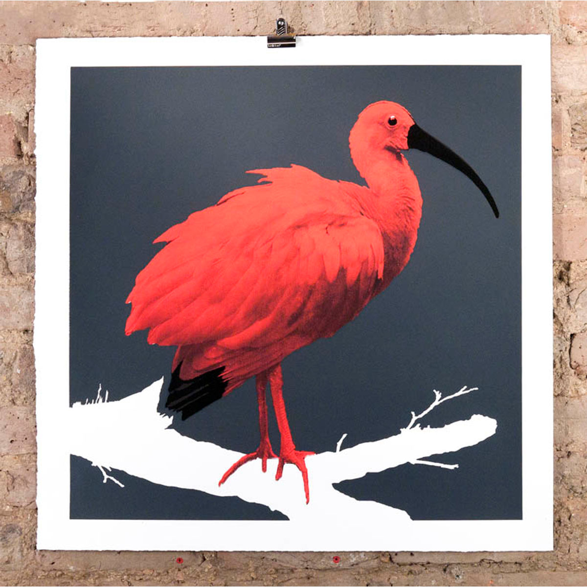 Red Ibis