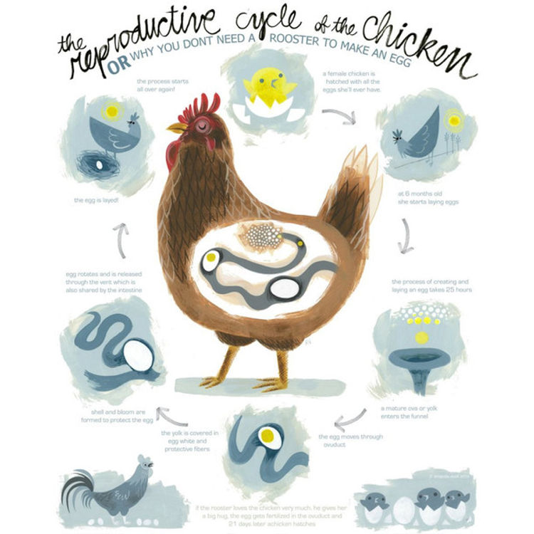 Chicken Reproductive Poster by Amanda Visell