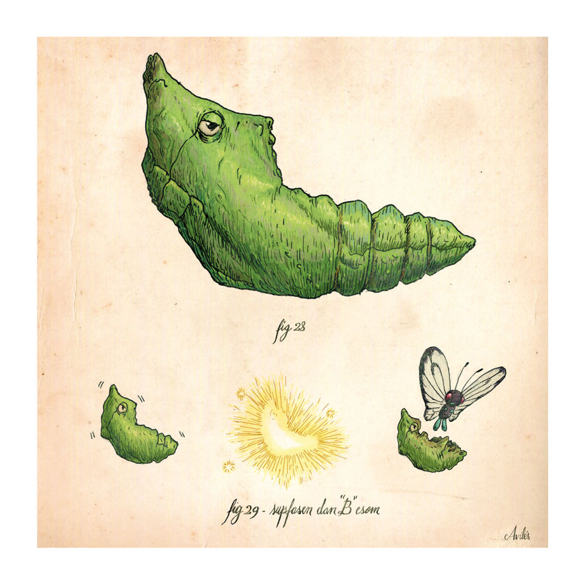 Metapod
