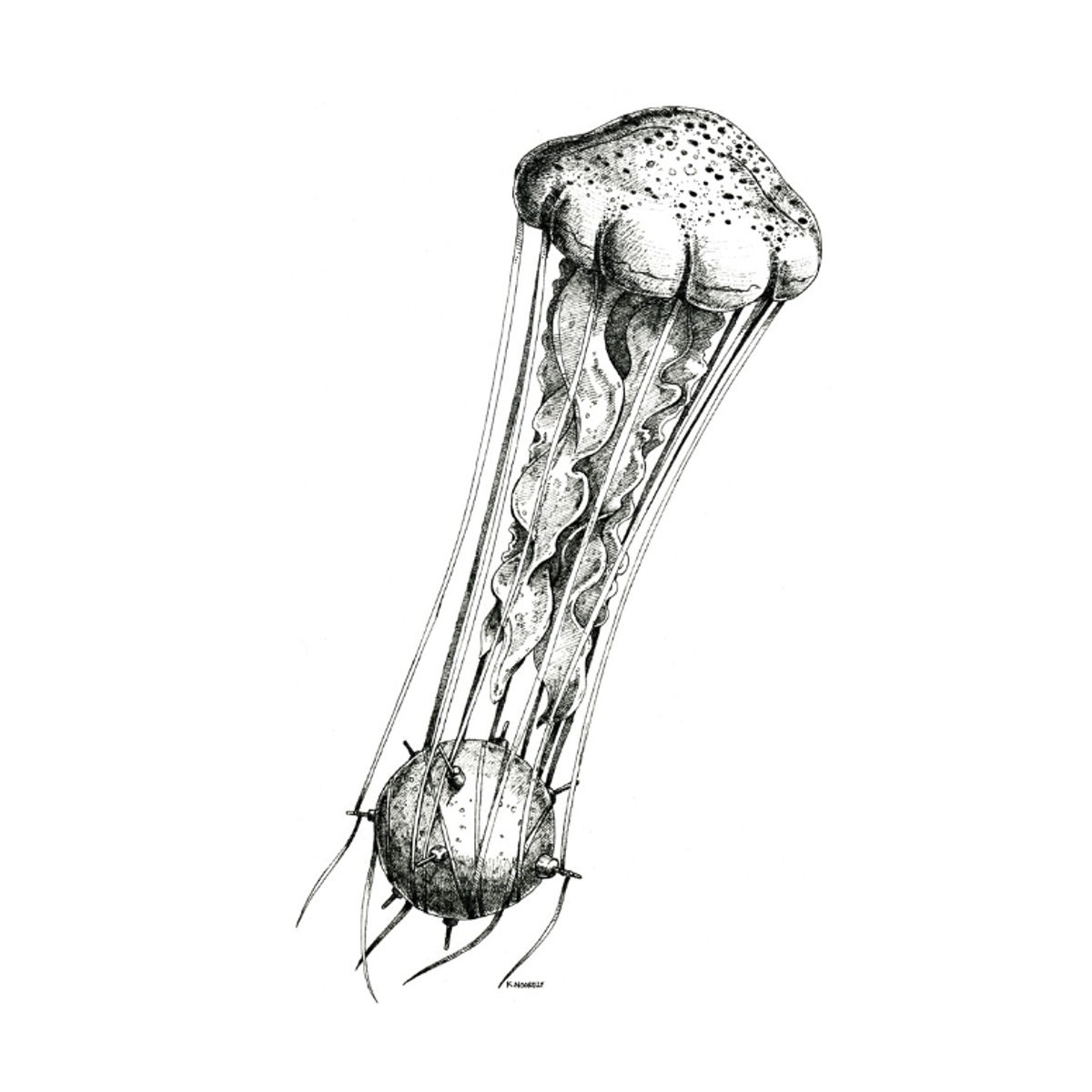Jellyfish