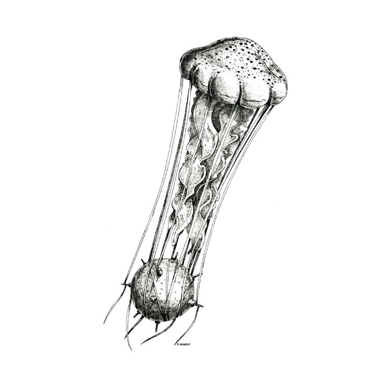 Jellyfish by Keith Noordzy